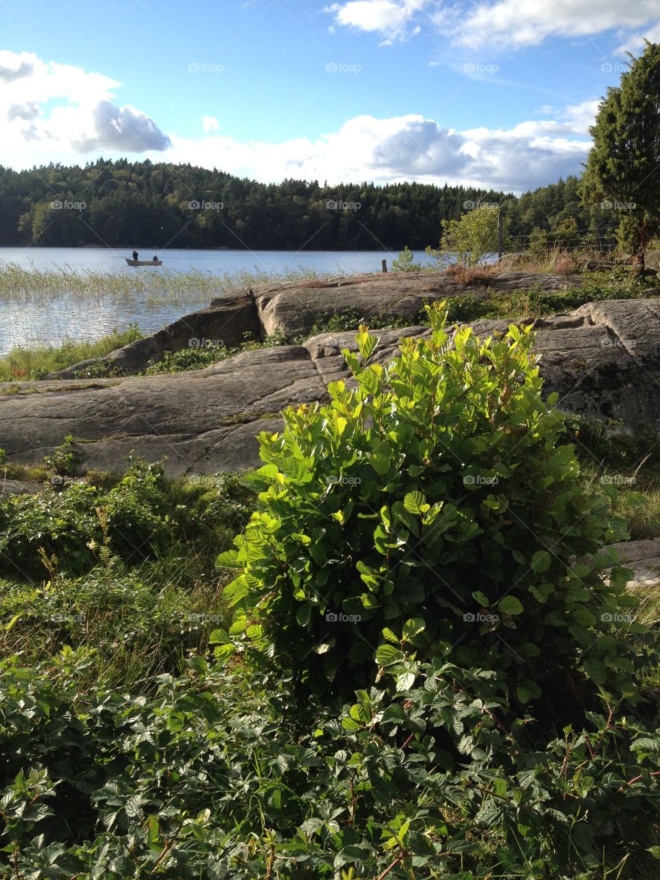 Plants by the lake