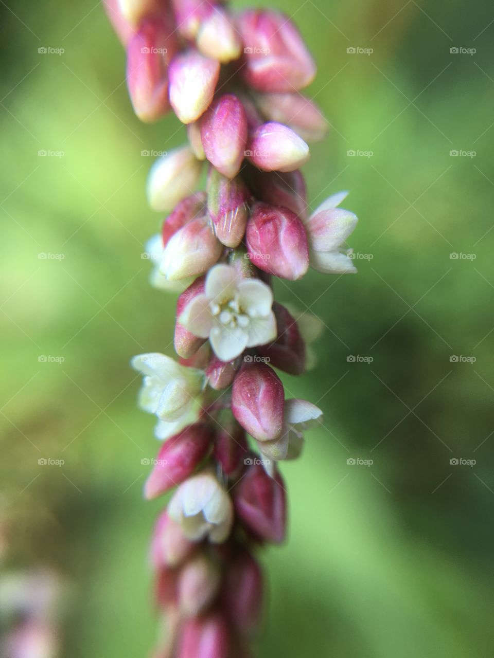 Tiny pink and white blossoms