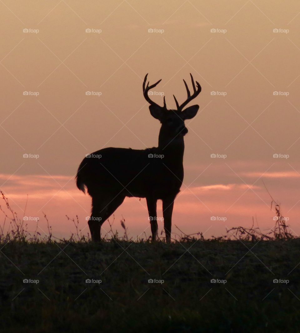 Whitetail deer silhouette in sunset 