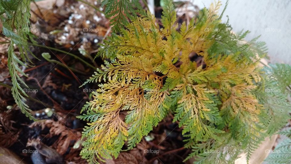 Amarelamento de folhas verdes.