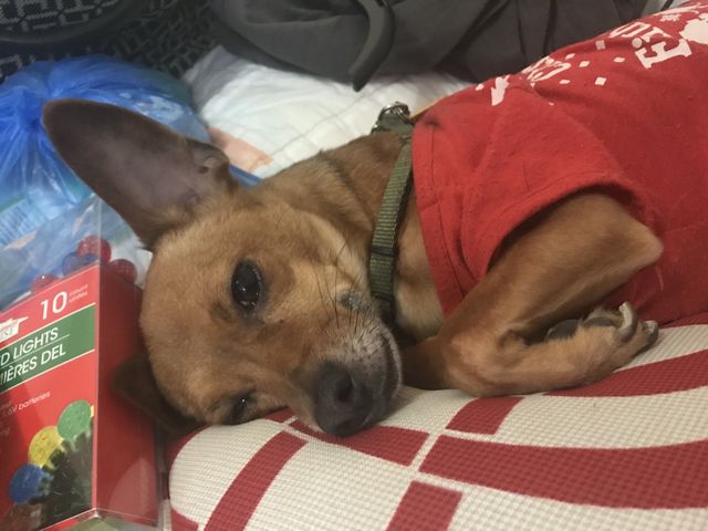 Puppy Loves this pillow