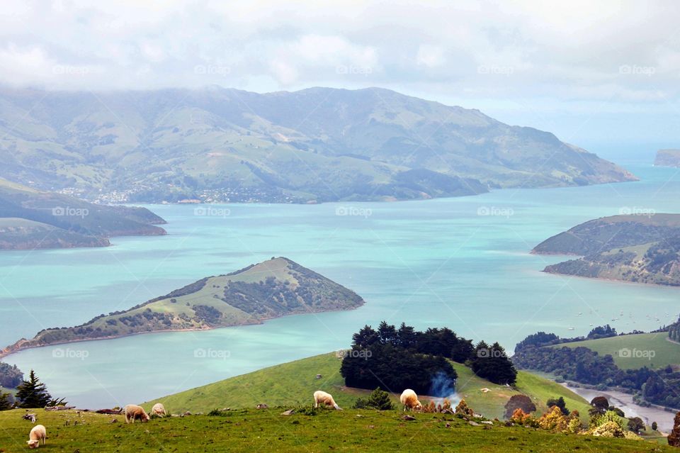 Sheeps on the grassy land near the sea