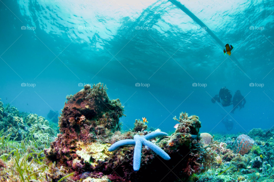 silhouette philippines underwater blue starfish by paulcowell