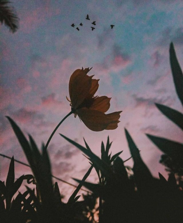 flower