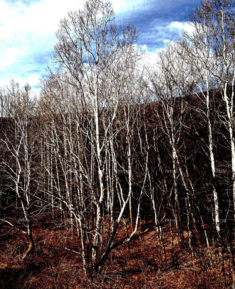 White trunked Forest