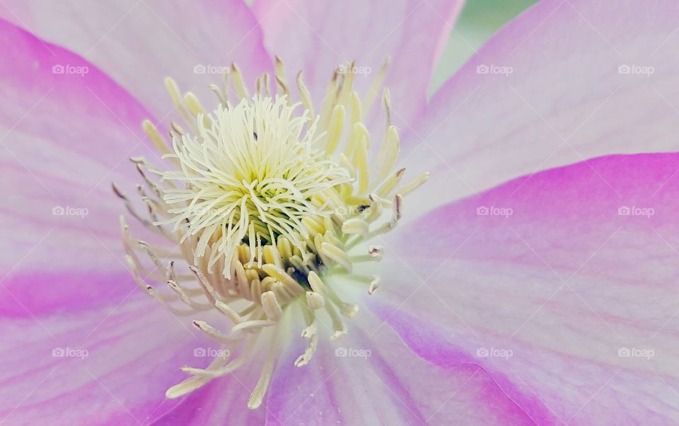 Close-up. Macro shot.