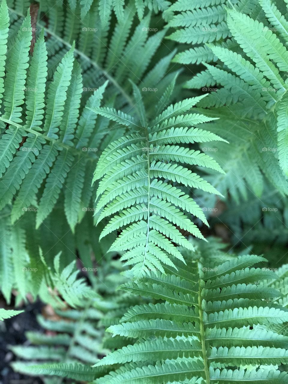 Fern