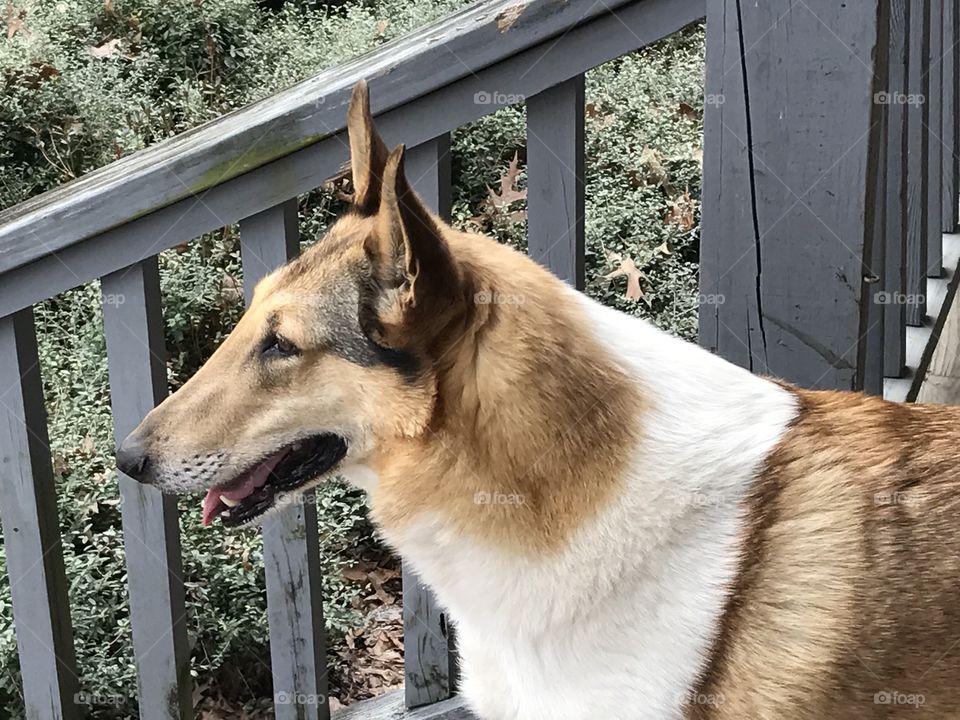 Outdoor head and neck shot of sable, smooth Collie, with porch rails and shrubs in the background.