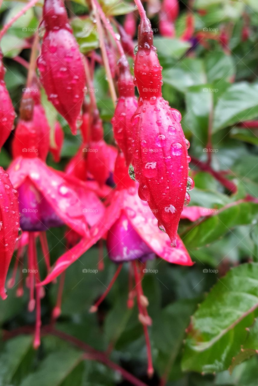 Fuchsias 