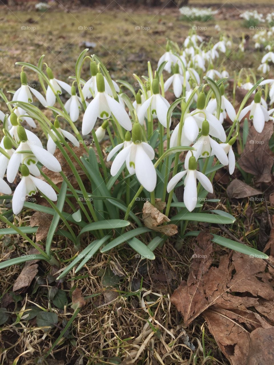 Snowdrops