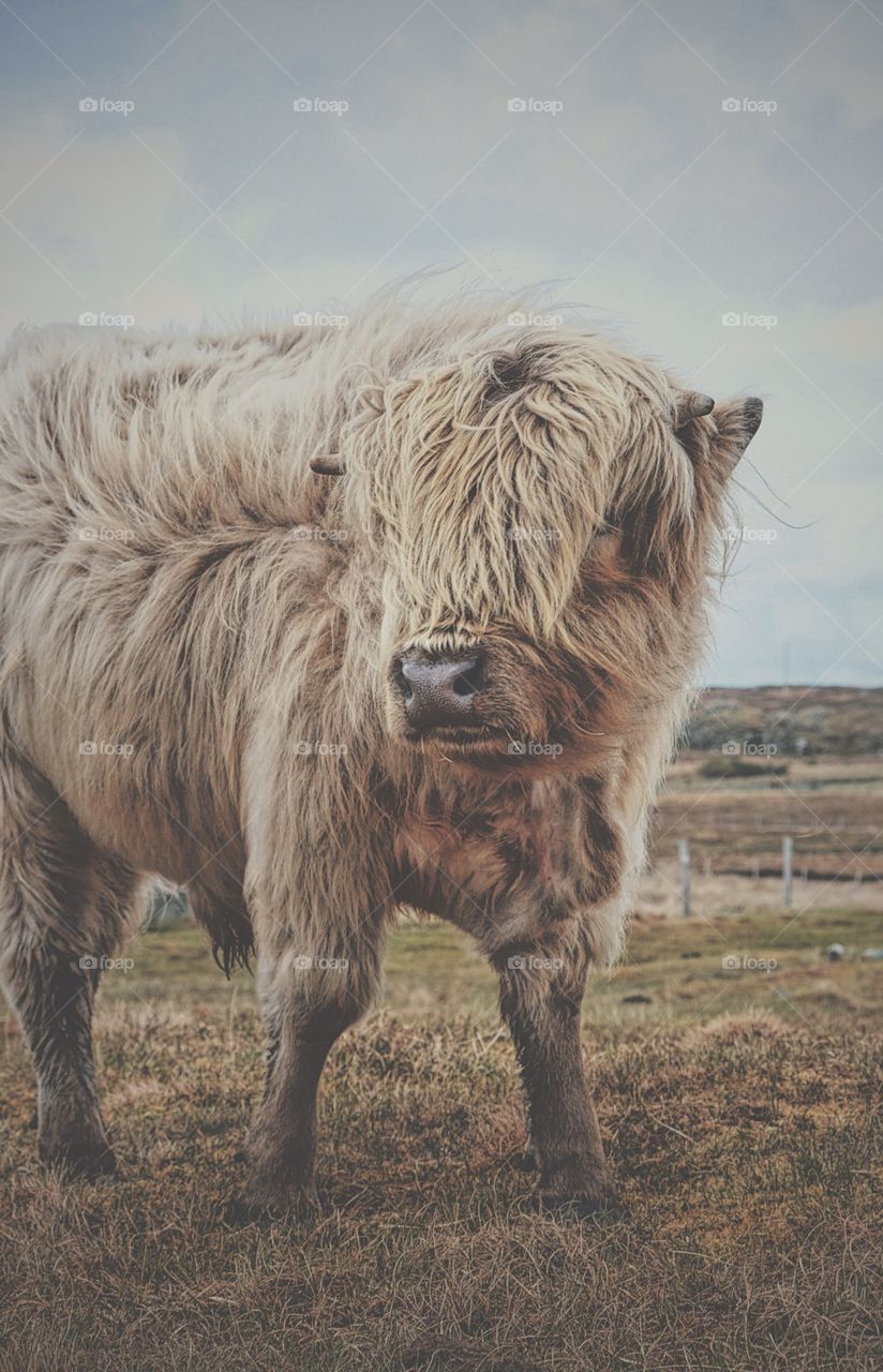 Highland Cow Portrait, Highland Coo In Scotland, Gentle Giant, Highland Cow On The Countryside Of Scotland, Furry Large Mammal, Animal Portrait 