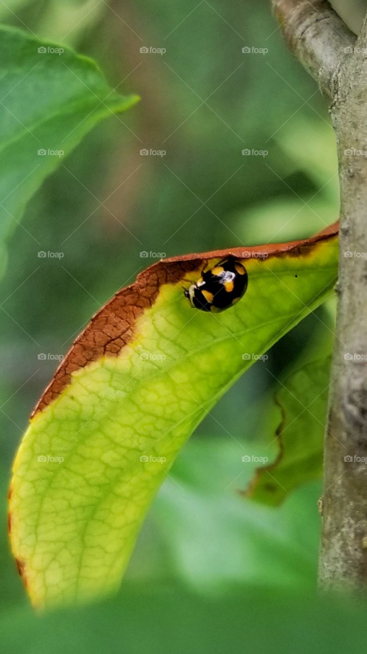 Ladybug on a leaf