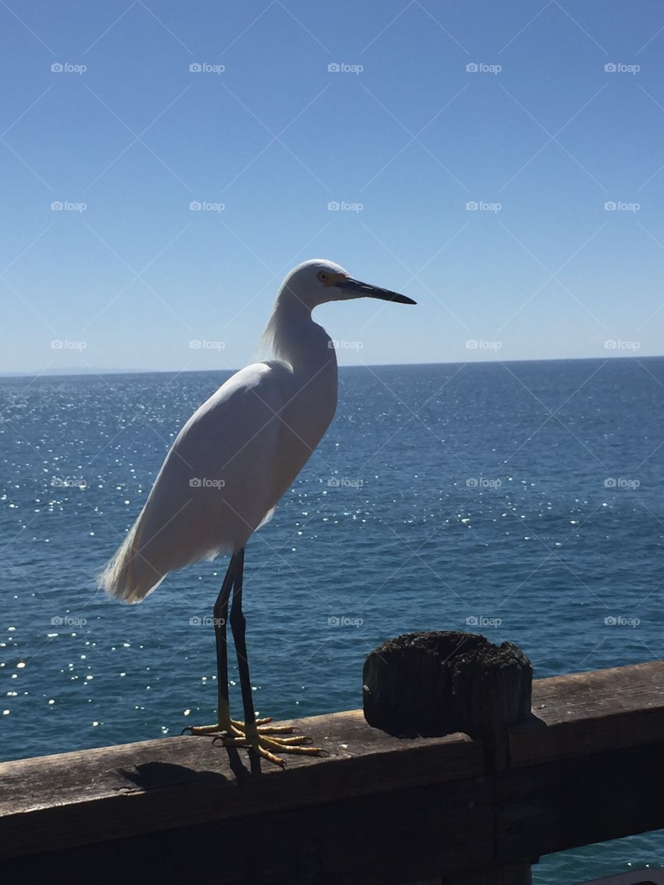 Bird on the pier