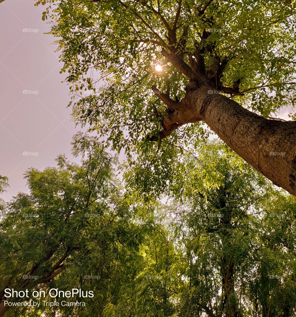 sun and tree with green 💚