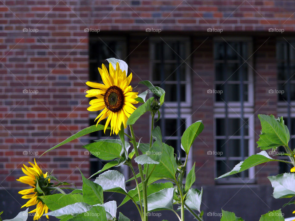 Sunflower against building exterior in background in Berlin, Germany.