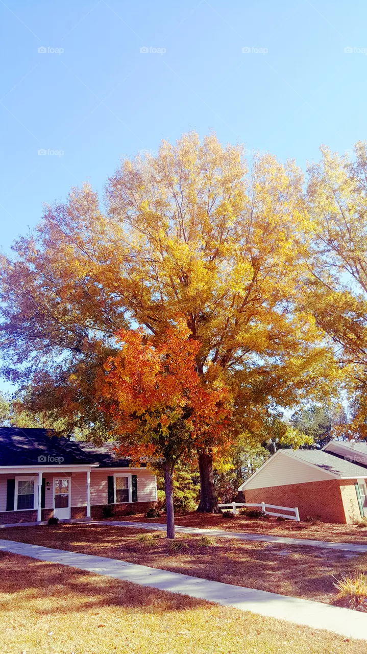Colorful Trees