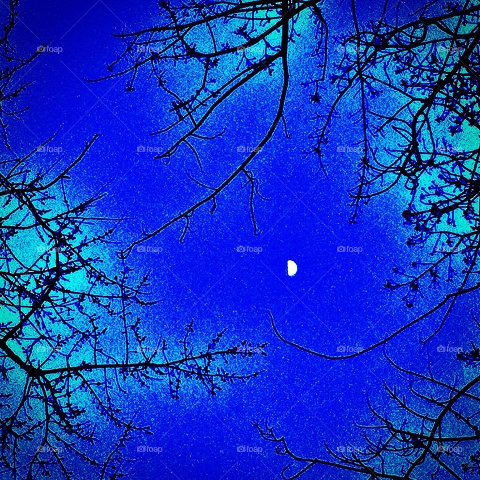 Moon in trees