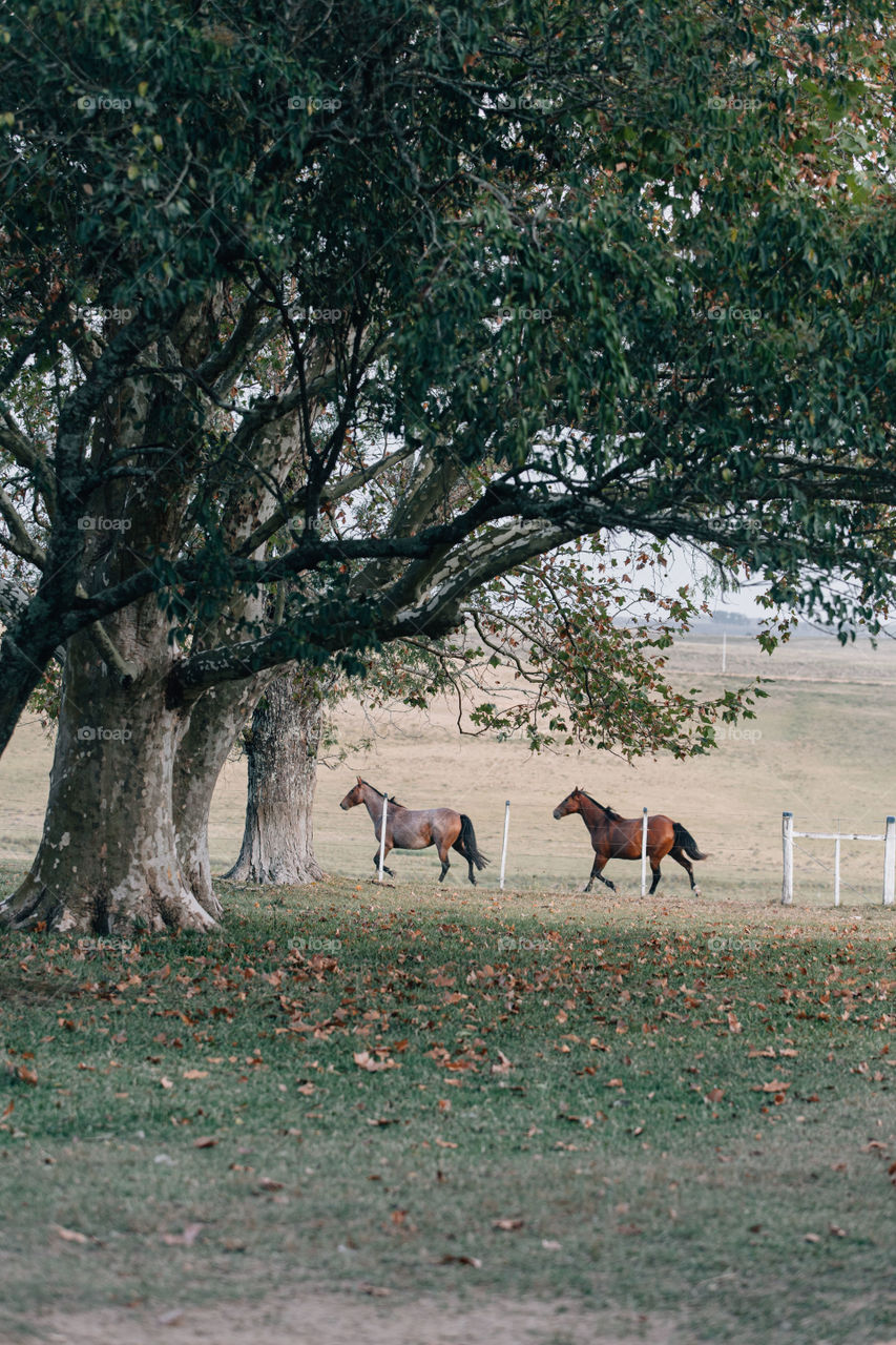 Rio Grande do Sul, Brazil
