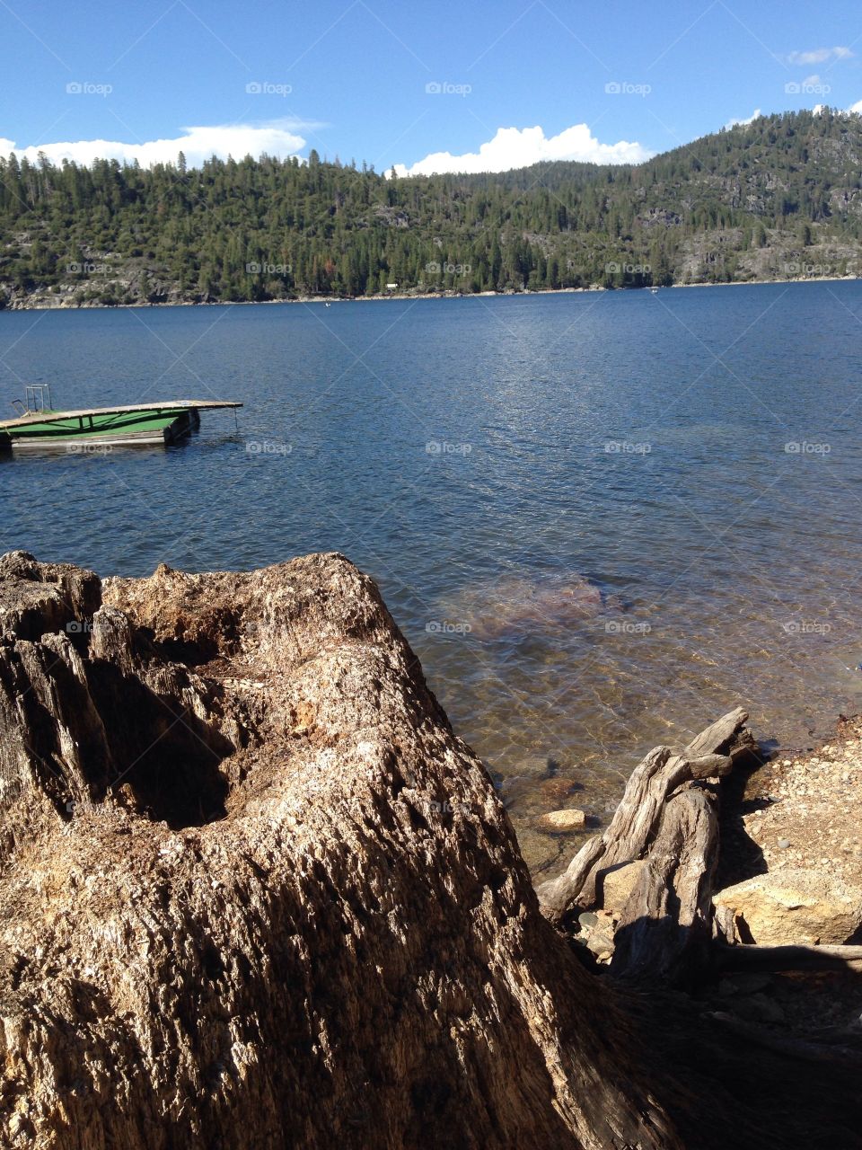 Pinecrest Lake. Stump at lake edge