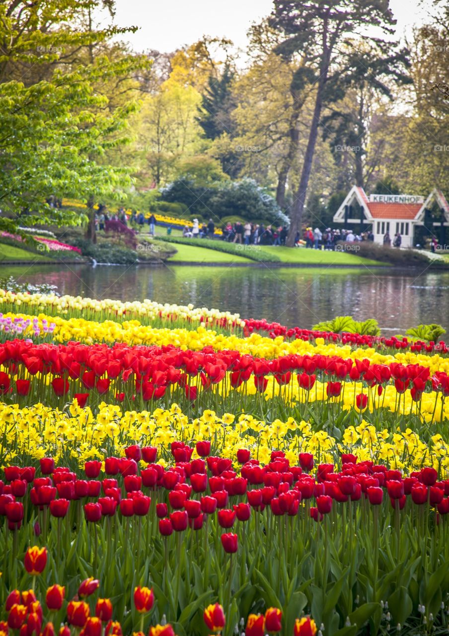 Keukenhof  tulip gardens