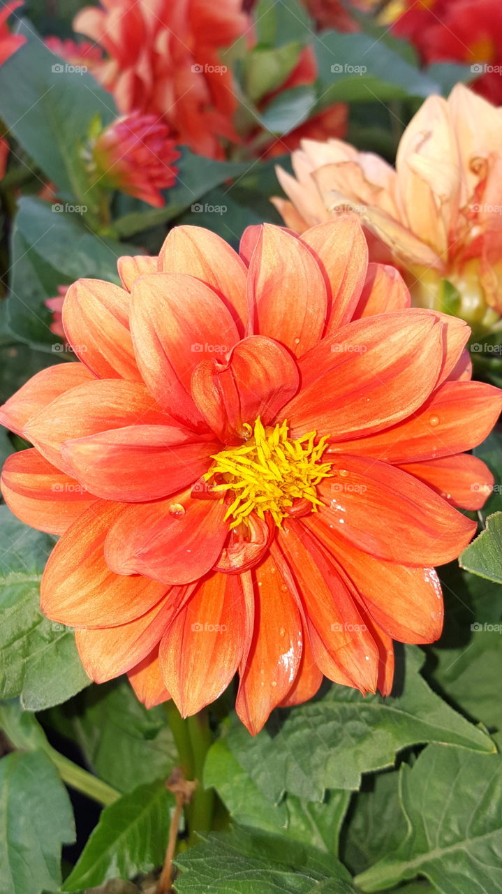 Beautiful Flower in Shades of Orange