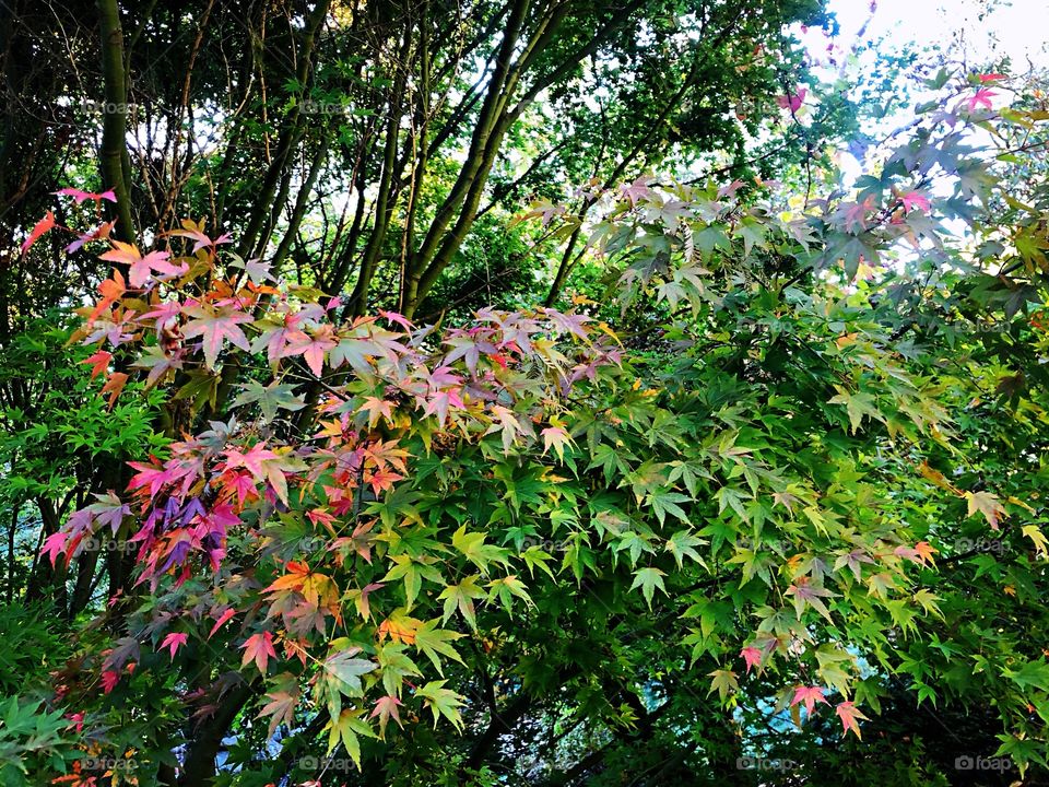 Red Green Maple Leave Garden Autumn 
