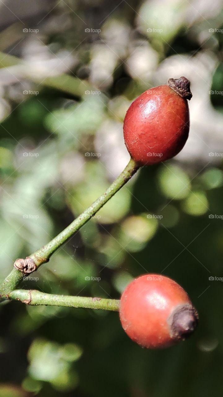 Rose hips