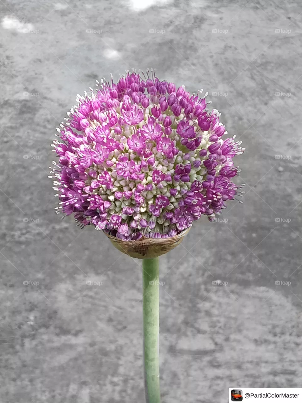 Purple flower