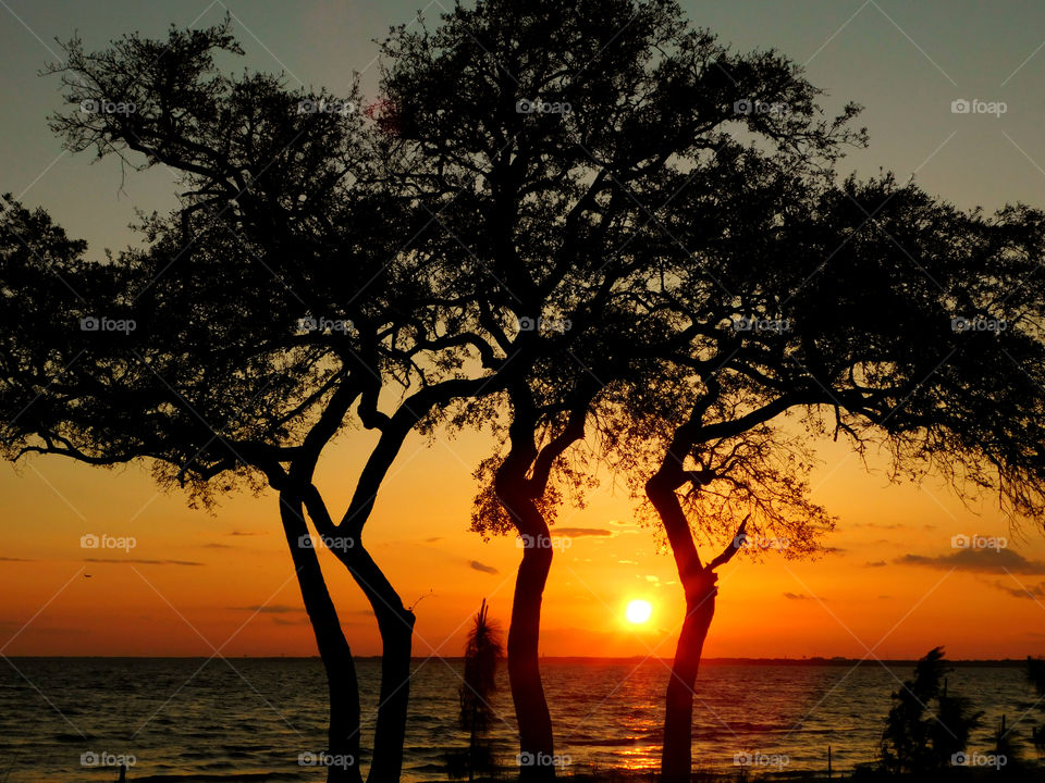 Sunset between the oak trees