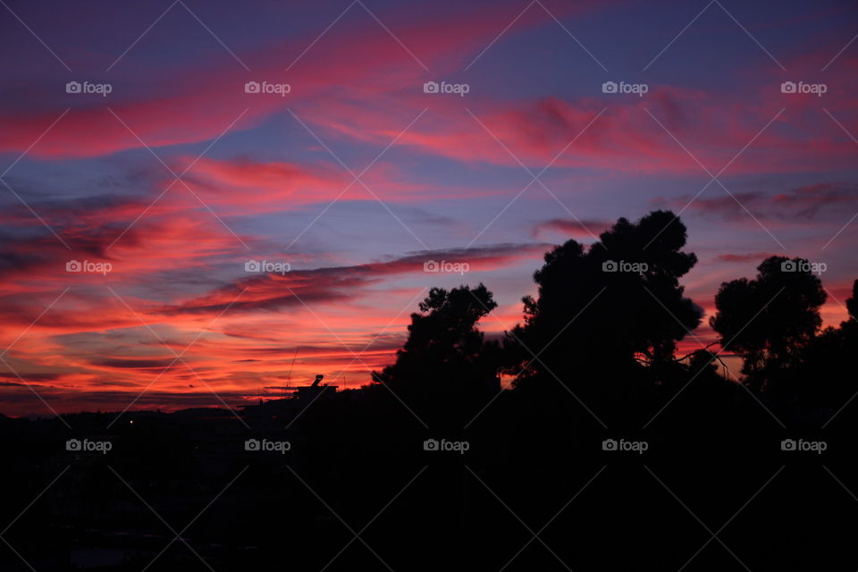 silhouette of trees at magic hour