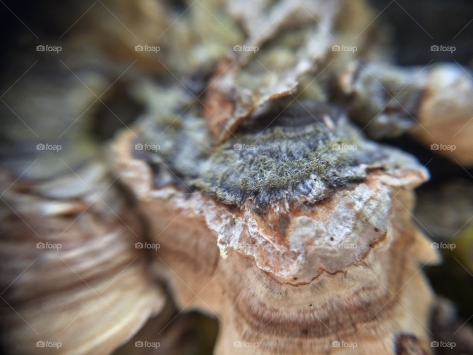 Macro shelf mushroom