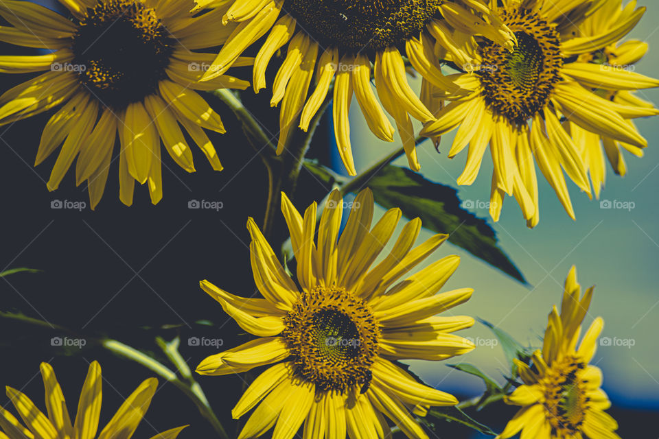 Girassóis/Sunflowers.