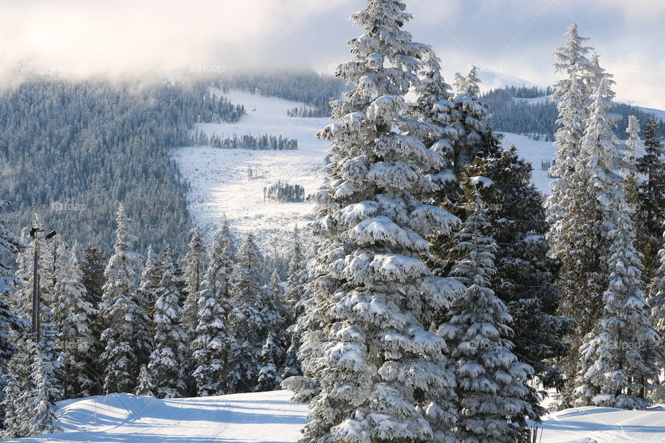 Winter on the mountain , trees covered with fresh snow and slopes with fresh  powder 