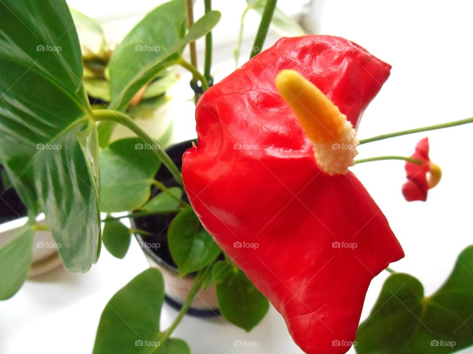 house plants in the pots red beautiful flower