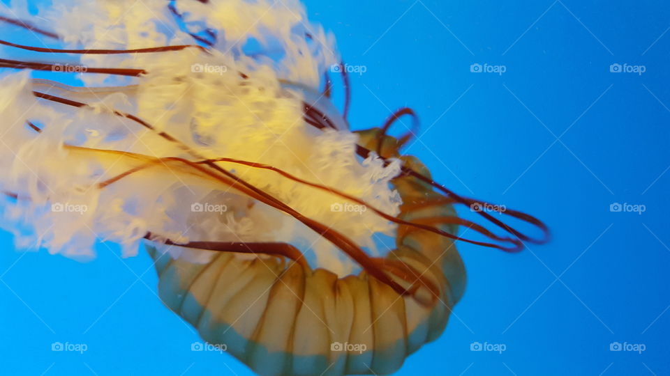 Jellyfish  HD