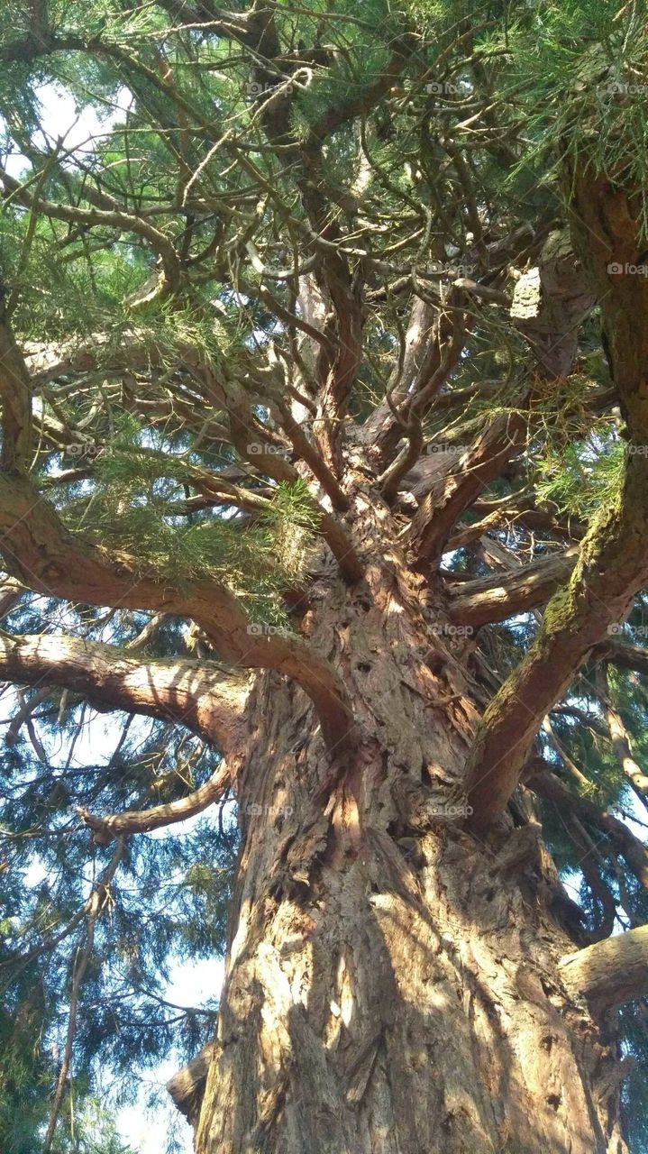 tree sequoia