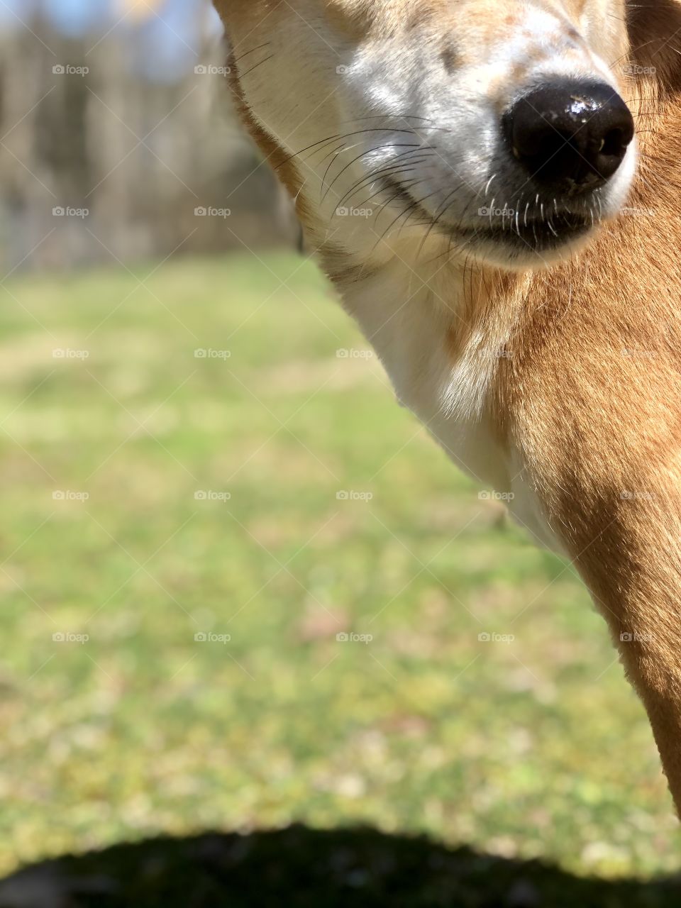 Closeup of dog’s face looking back over shoulder out of frame 