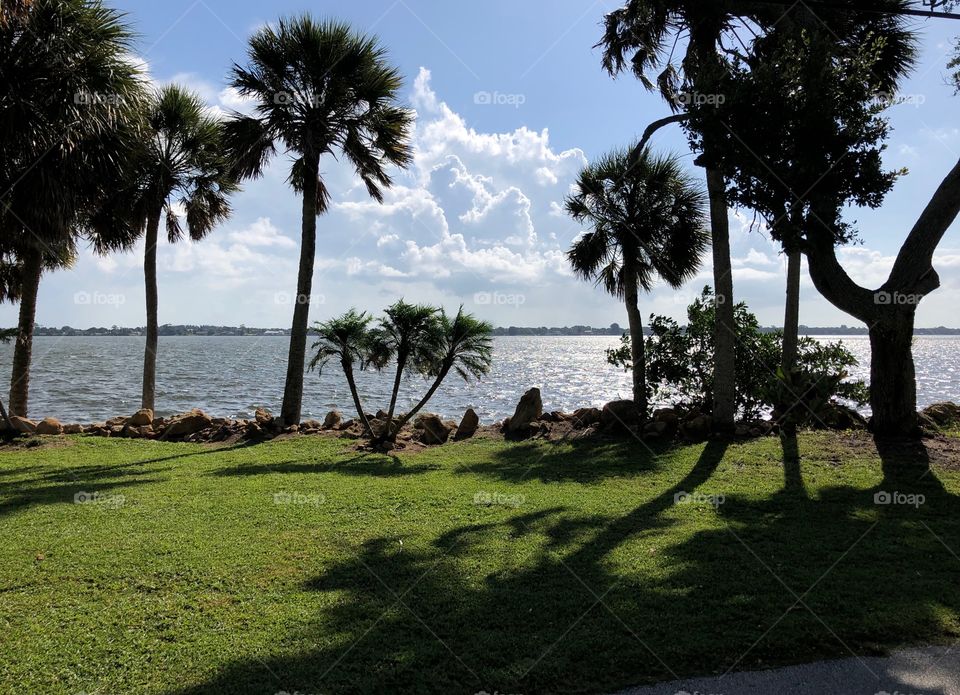 Palms sunshine and water