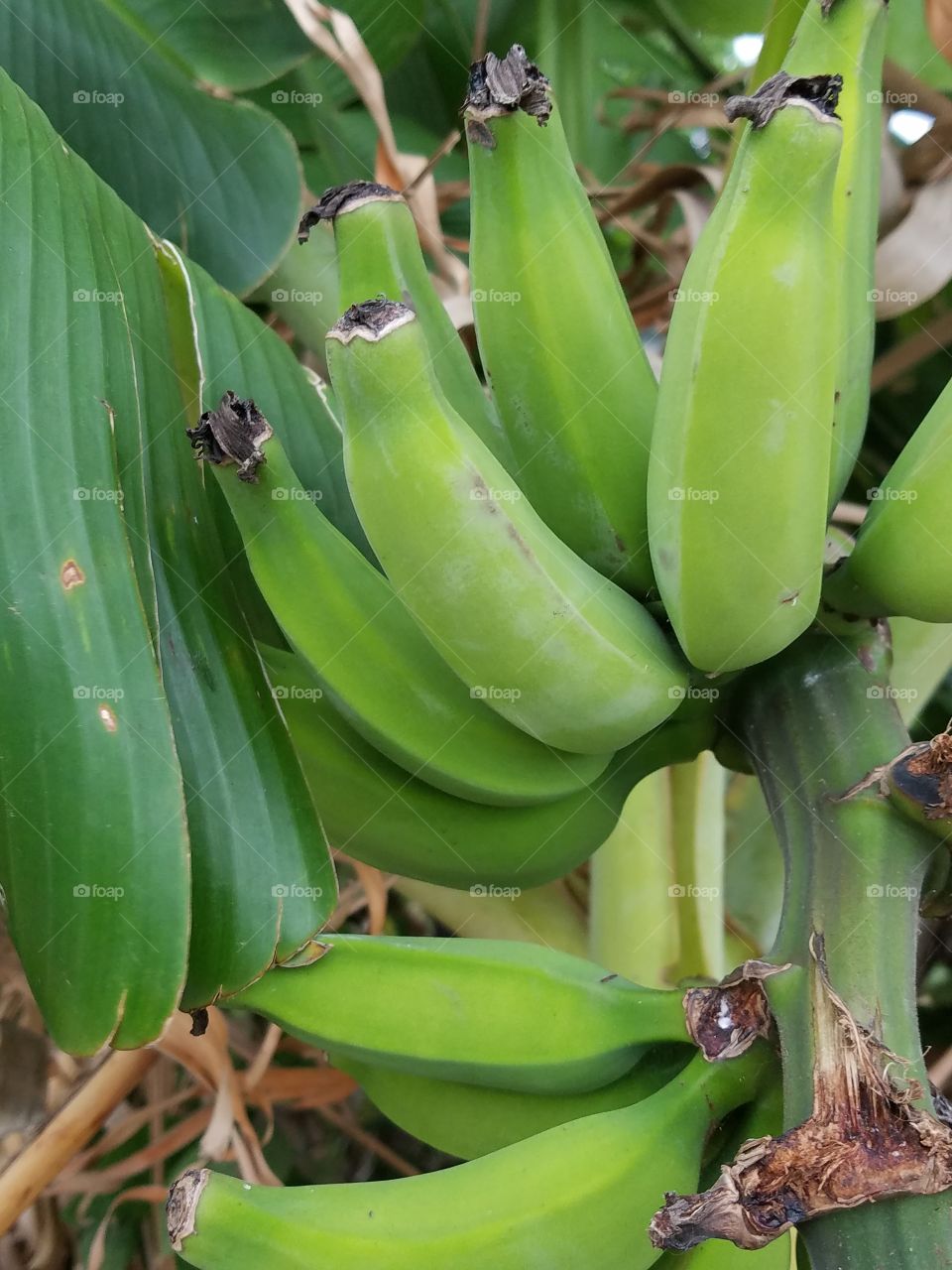 Apple bananas, Oahu