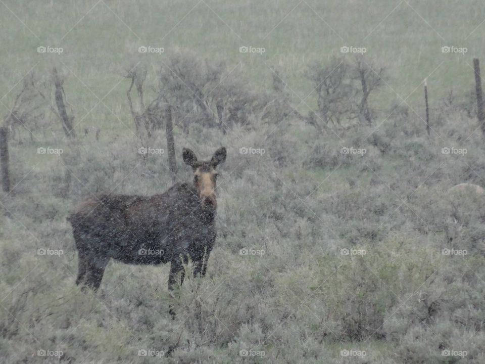 It's a moose 