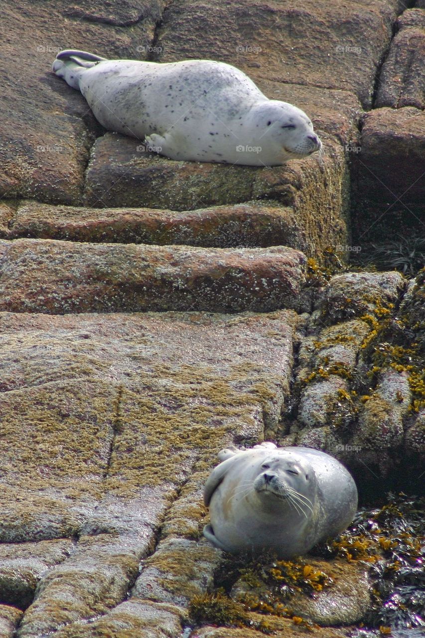 Harbor seals on the Maine coast