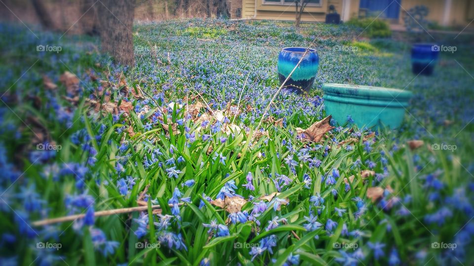 Wildflower Spread