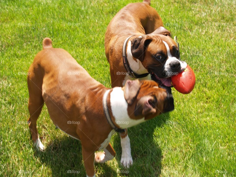 He seems very pleased. Taken at family reunion where both people and animals were playing ball