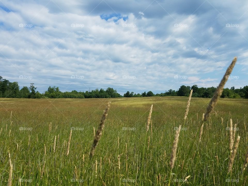 Hay field before first cutting