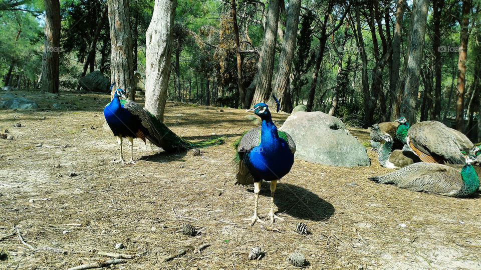 Curious peacocks in forest