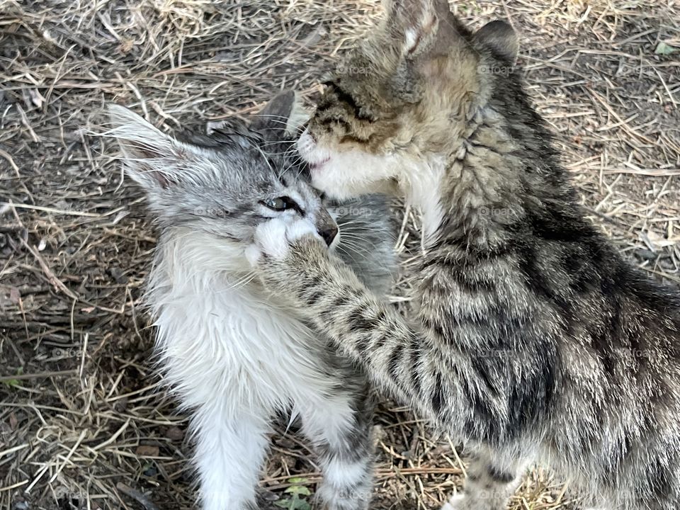 Kittens in love - pure genuine kiss