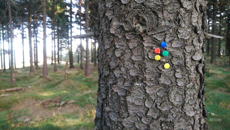 Colorful pins in the tree