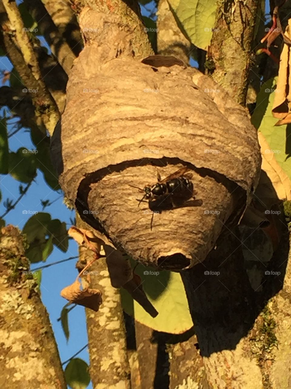 Hornet's nest