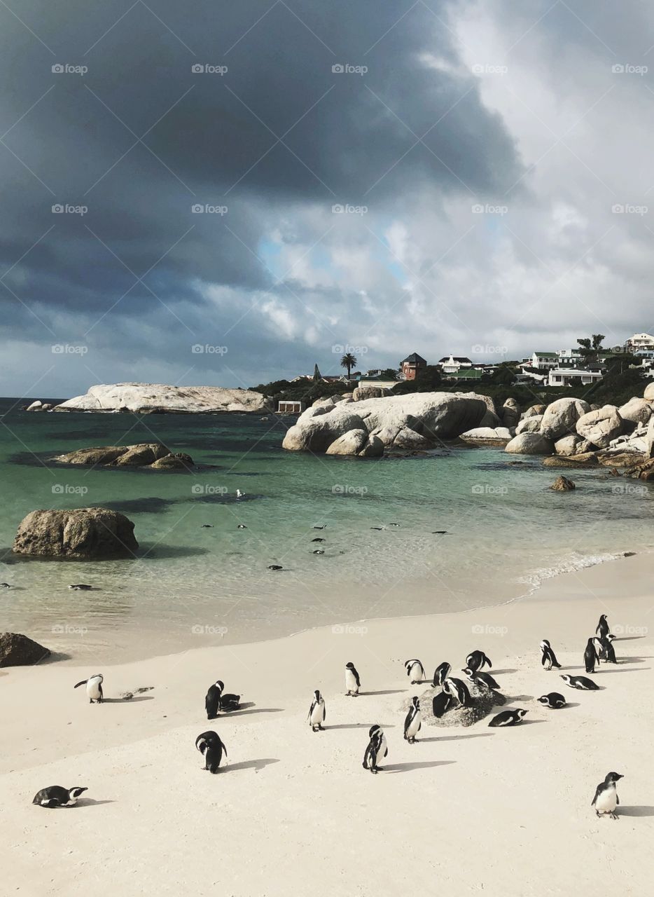 Penguins on a beach