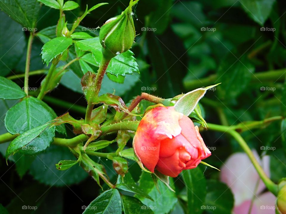 Roses bursting with hidden beauty
